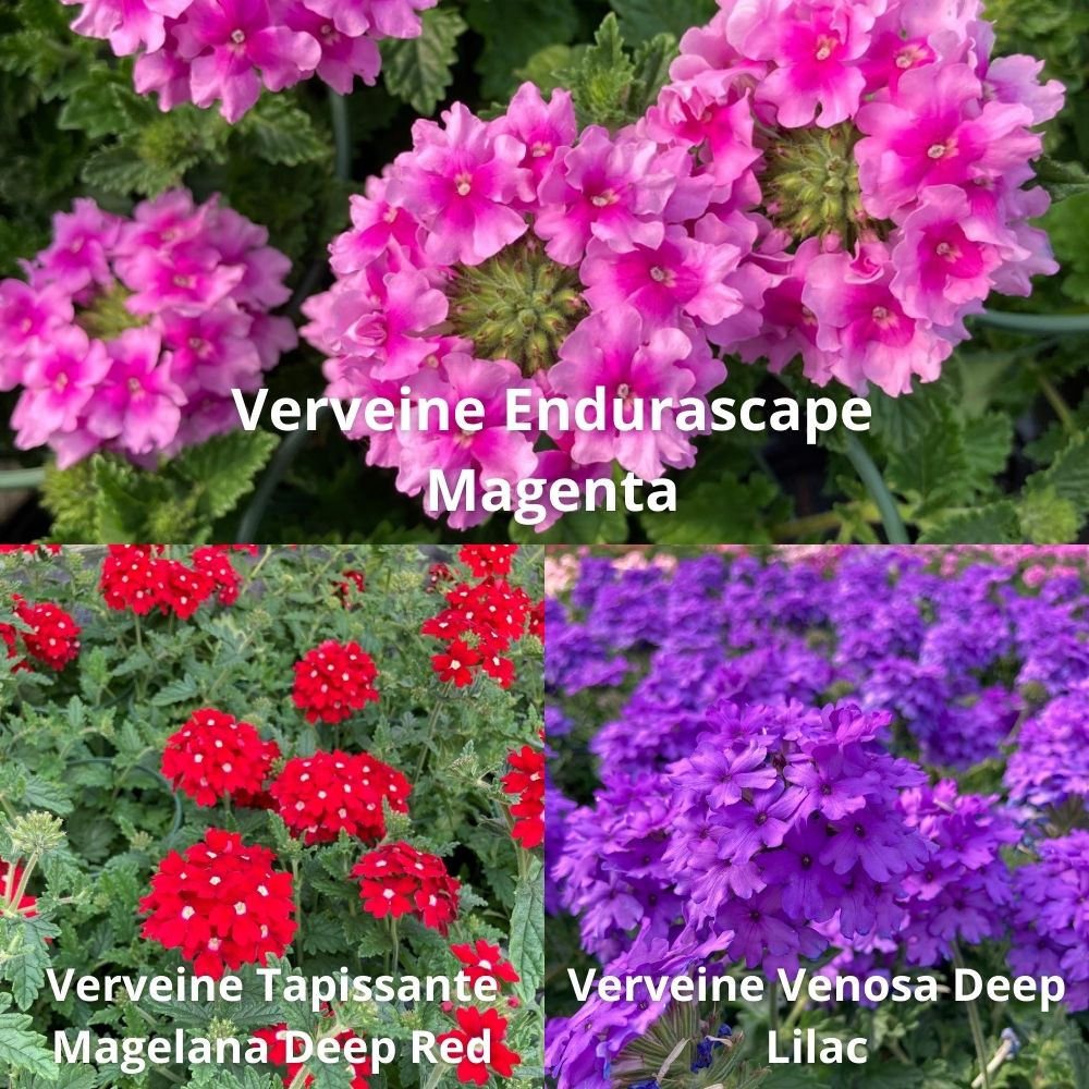 9 Verveines Retombantes Magenta, Rouge, Lilas en pot de 10,5cm