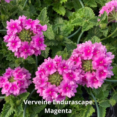 9 Verveines Retombantes Magenta, Rouge, Lilas en pot de 10,5cm