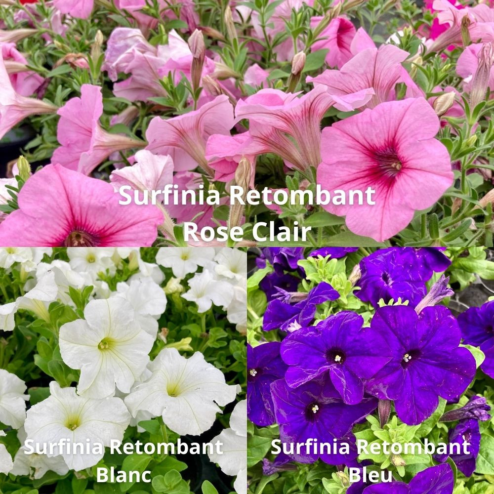 9 Surfinias Rose, Blanc, Bleu en pot de 10,5cm