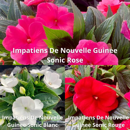 9 Impatiens de Nouvelle-Guinée Rose, rouge et Blanc en pot de 10,5cm