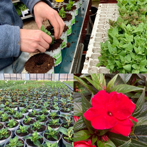 9 Impatiens de Nouvelle-Guinée Rose, rouge et Blanc en pot de 10,5cm