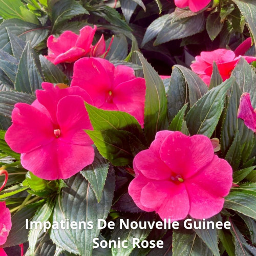 9 Impatiens de Nouvelle-Guinée Rose, rouge et Blanc en pot de 10,5cm