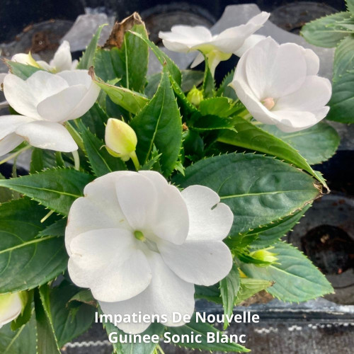 9 Impatiens de Nouvelle-Guinée Rose, rouge et Blanc en pot de 10,5cm