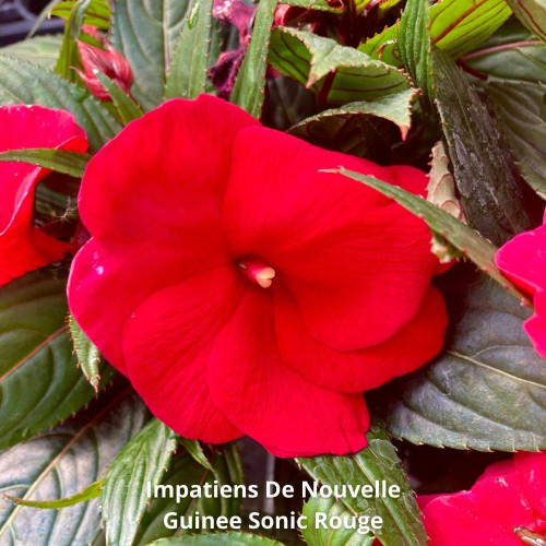 9 Impatiens de Nouvelle-Guinée Rose, rouge et Blanc en pot de 10,5cm