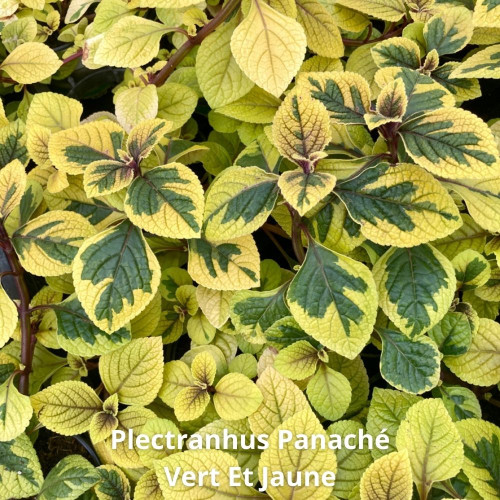 9 Plectranthus Panachés Mixtes en pot de 10,5cm