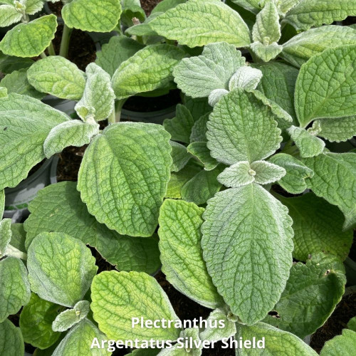 9 Plectranthus Panachés Mixtes en pot de 10,5cm