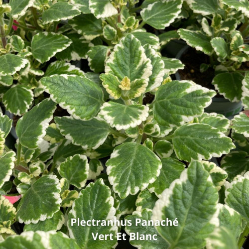 9 Plectranthus Panachés Mixtes en pot de 10,5cm