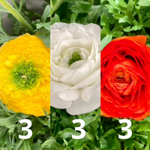 9 Renoncules Colorées – Jaune, Blanc et Rouge en Pot de 10,5cm