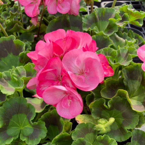 Lot de 12 Géraniums Zonales Bicolores en Pot de 11 cm