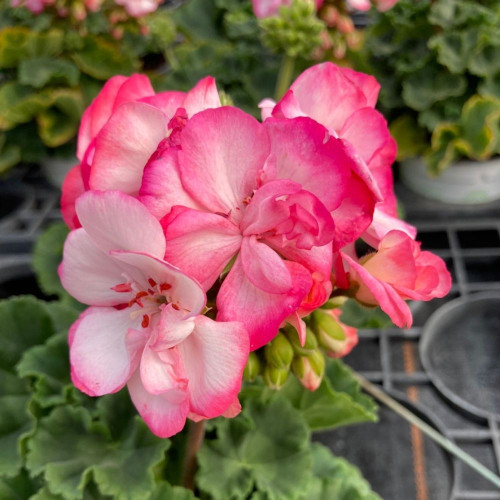 Lot de 12 Géraniums Zonales Bicolores en Pot de 11 cm