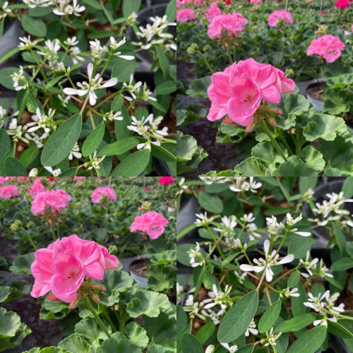 Mixte d'été 4 Géraniums Zonal Roses et 4 Euphorbes Diamond Frost en pot de 10cm