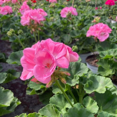 Mixte d'été d'été Géraniums Zonal Roses, Rouges et Euphorbes Blanches