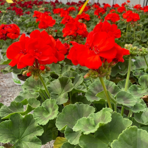 Mixte d'été d'été Géraniums Zonal Roses, Rouges et Euphorbes Blanches