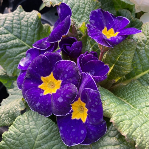 12 Primevères en Pot de 10,5 cm, Bleues, Jaunes, Rouges et Mauves