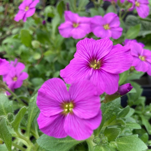 9 Vivaces Printannière: Arabis, Saxifrages et Aubriètes en pot de 11cm