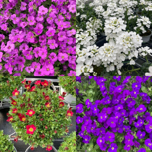 12 Vivaces: Arabis, Saxifrages, Aubriètes et Ibéris en Pot de 11 cm