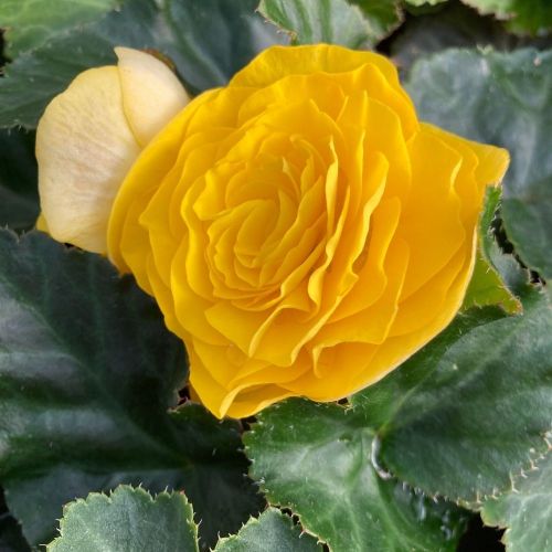 Begonia Tubereux Swing Yellow