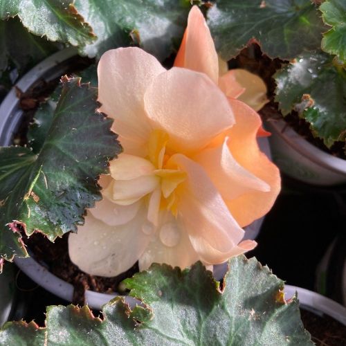 Begonia Tubereux Cameleon Cream Rose