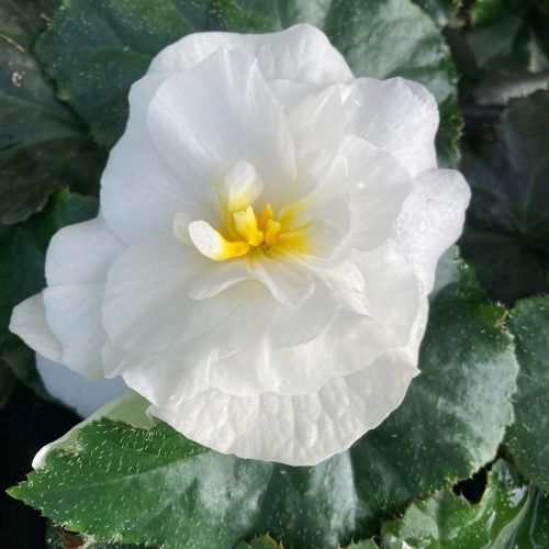 Begonia Tubereux Nonstop White