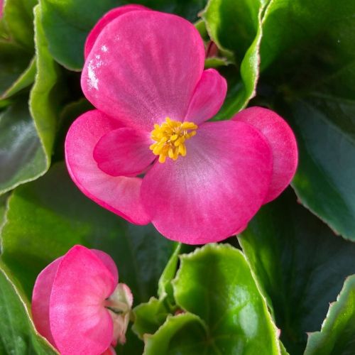 Begonia semperflorens mascotte rose