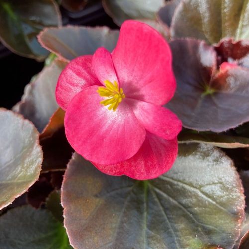 Bégonia Semperflorens Bronze Leaf Blanc Et Rose