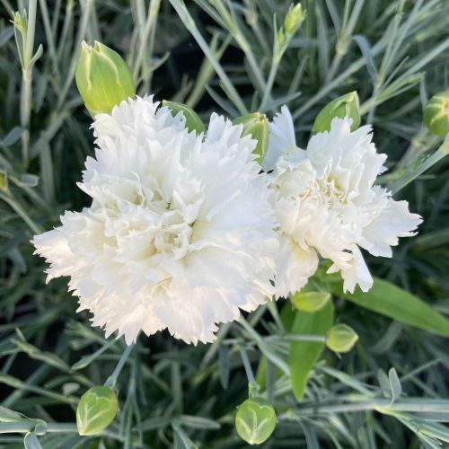 Oeillet Dianthus Supertrouper Witta