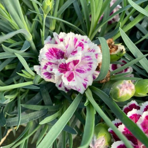 Dianthus Sophie