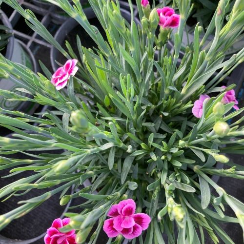 oeillet Dianthus Pink Kisses