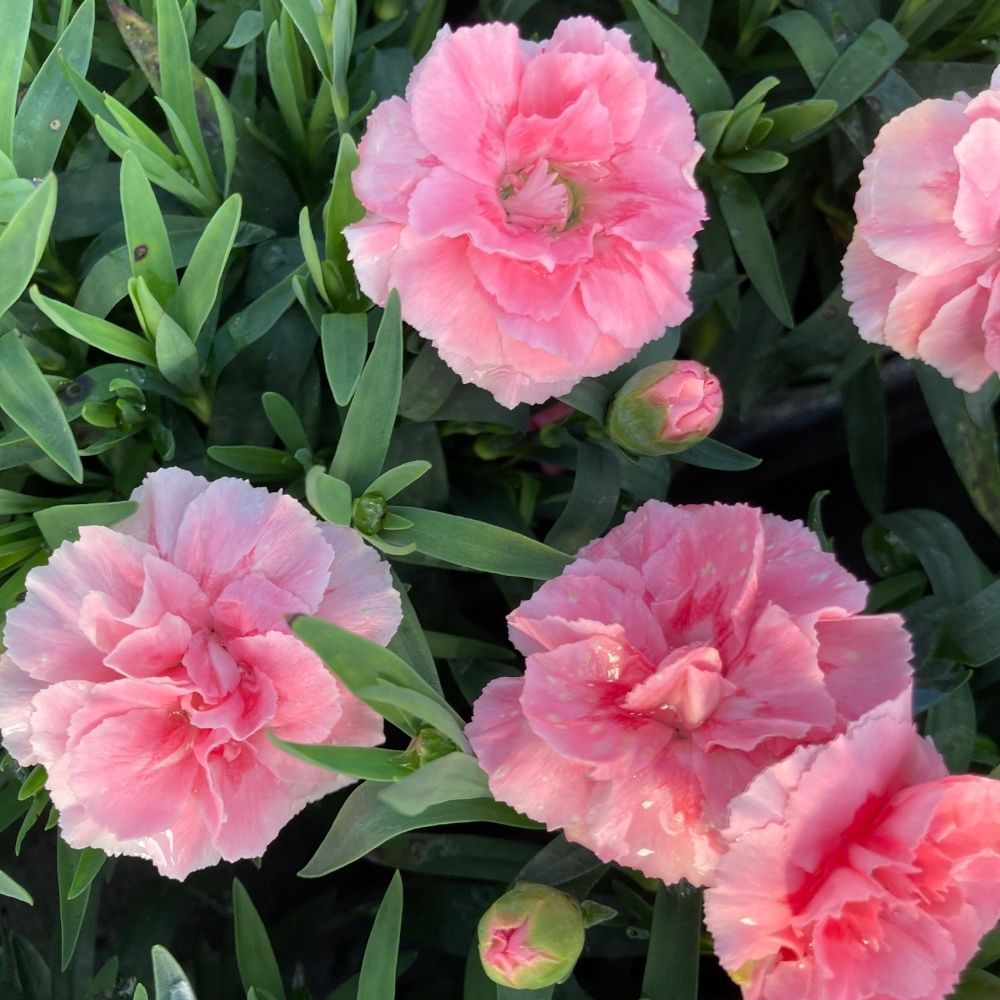 oeillet Dianthus Supertrouper Claire