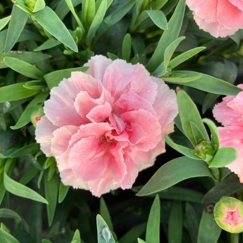 oeillet Dianthus Supertrouper Claire