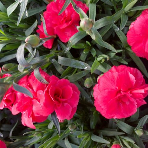 oeillet Dianthus Oscar Cherry