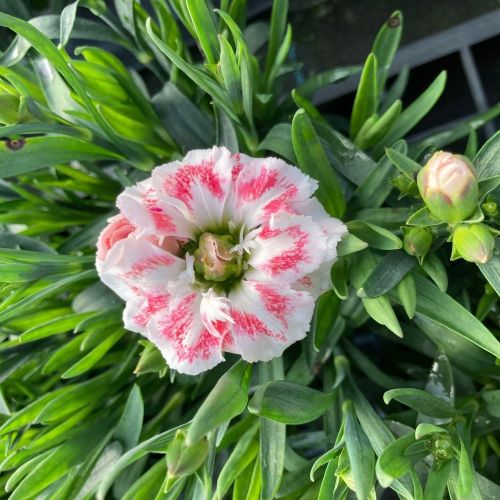 Dianthus Olivia Sweet