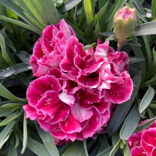 oeillet Dianthus Supertrouper Diwali