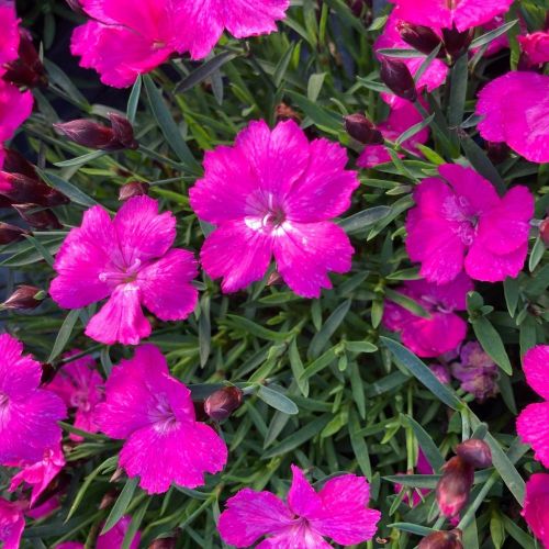 Dianthus Kahori