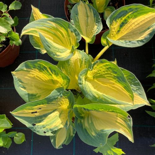 Hosta Snow Cap