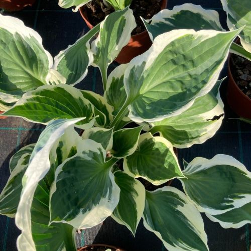 Hosta X Fortunei Vivace Patriot