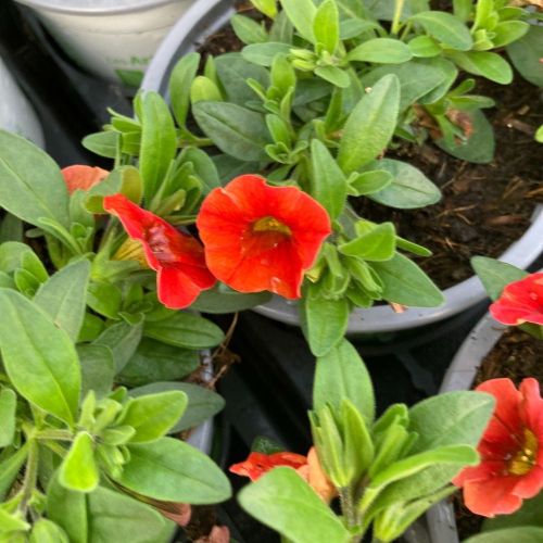 Calibrachoa Callie Orange