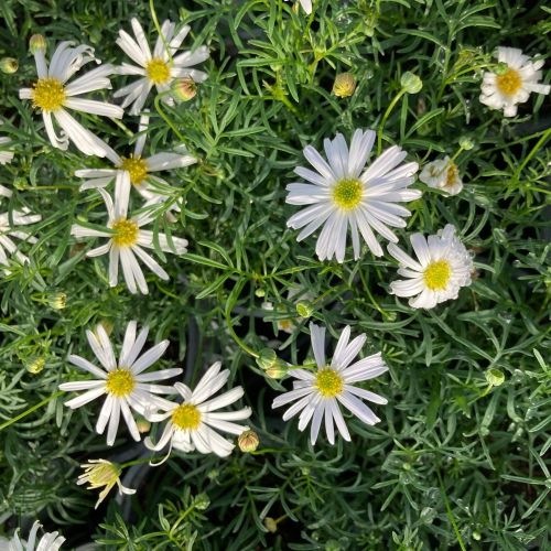 Brachyscome Surdaisy White