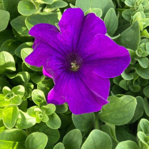 Petunia Retombant Surfinia Giant Blue