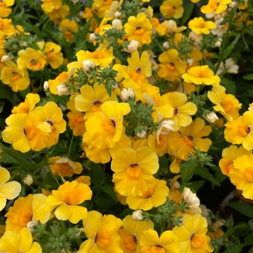 Nemesia Retombant Elph Yellow