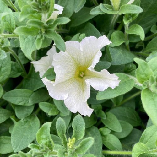 Petunia grandiflora Surfinia® Lime