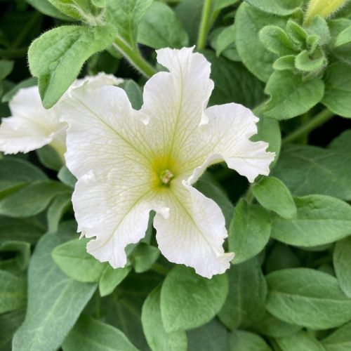 Petunia grandiflora Surfinia® Lime