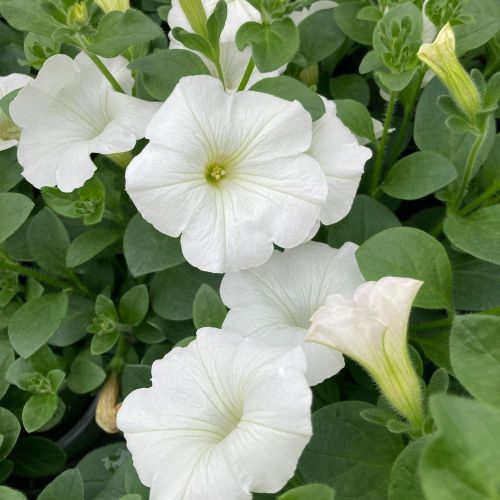 Petunia Surfinia White