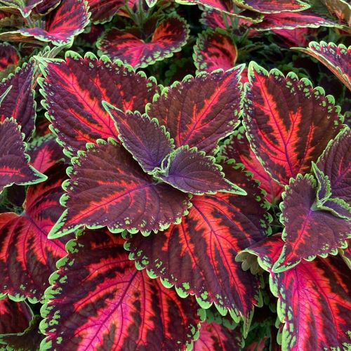 Coleus Stained Glassworksmagnificnet Mile