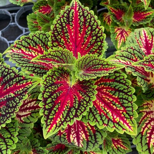 Coleus Stained Glassworks Spacecake