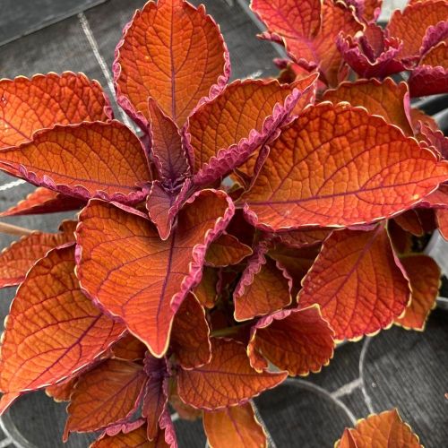 Coleus Wall Street