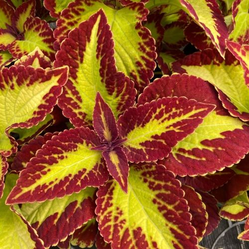 Coleus Main Street Alligator Alley