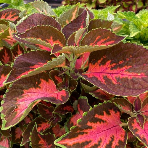 Coleus Main Street Gardner Street