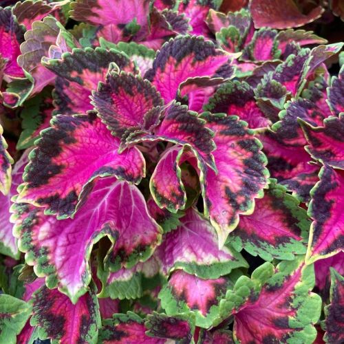 Coleus Fifth Avenue