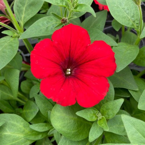 Petunia Surfinia Deep Red